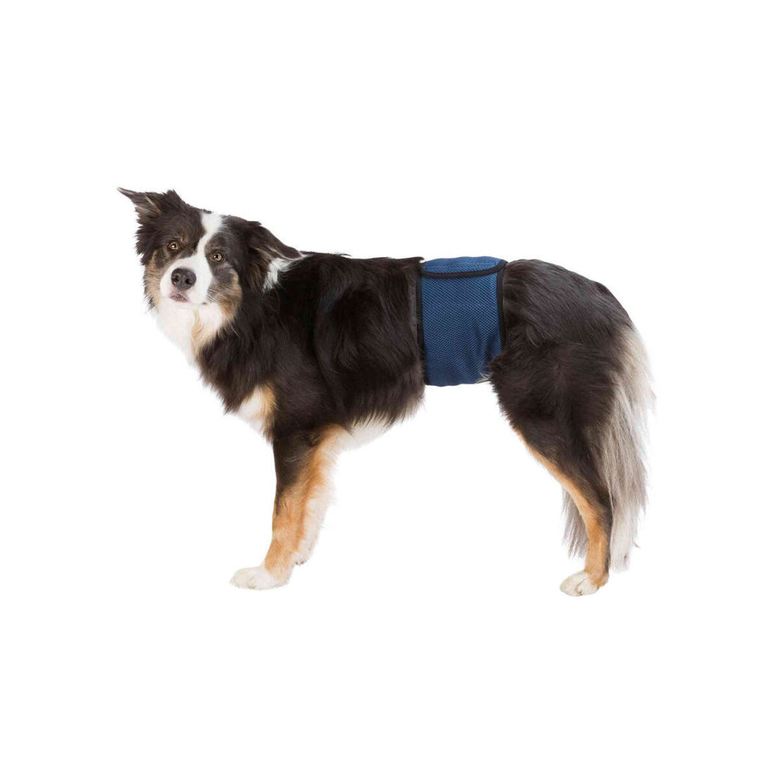 Protector para Incontinencia Trixie Macho Abdomen Azul